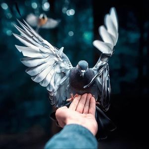 Meet your Posher, Miranda